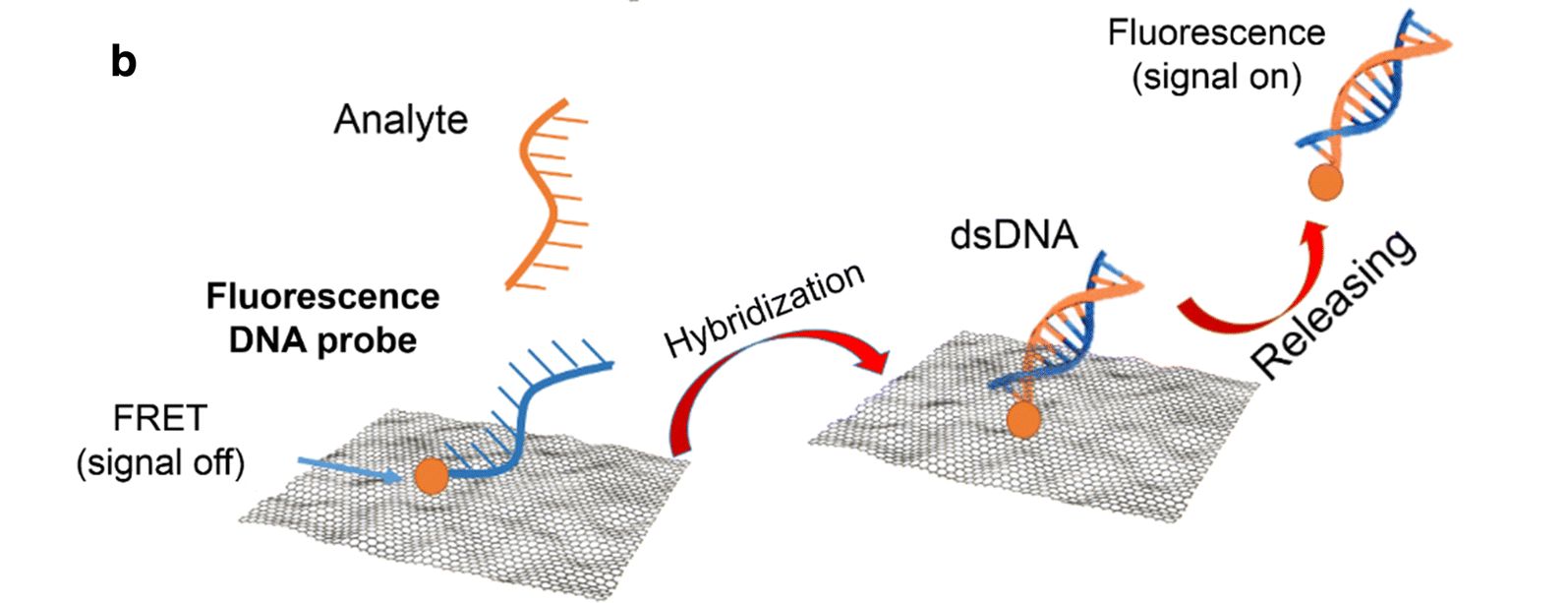 Graphene Based Biosensors CD Bioparticles