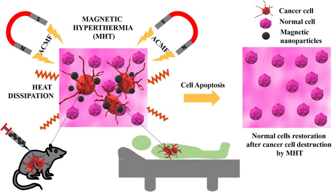 Probes For Magnetic Hyperthermia Therapy Cd Bioparticles