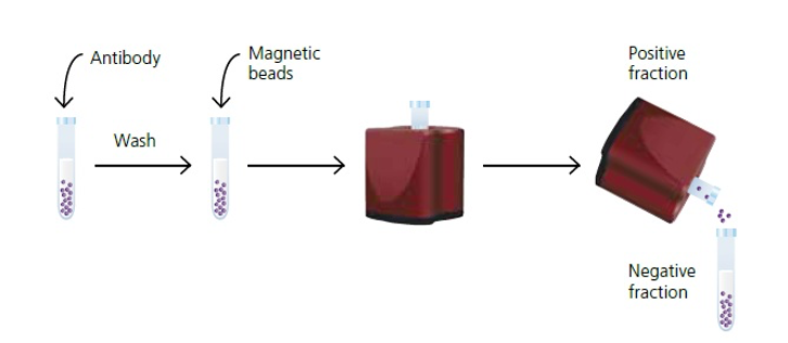 Cell Separation - Technical Platform - CD Bioparticles