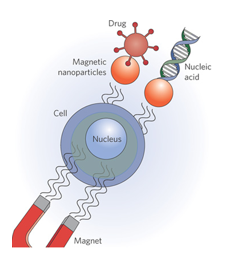 Properties And Applications Of Magnetic Nanoparticles - CD Bioparticles