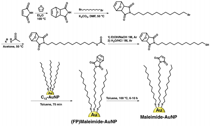 Maleimide Modification Cd Bioparticles