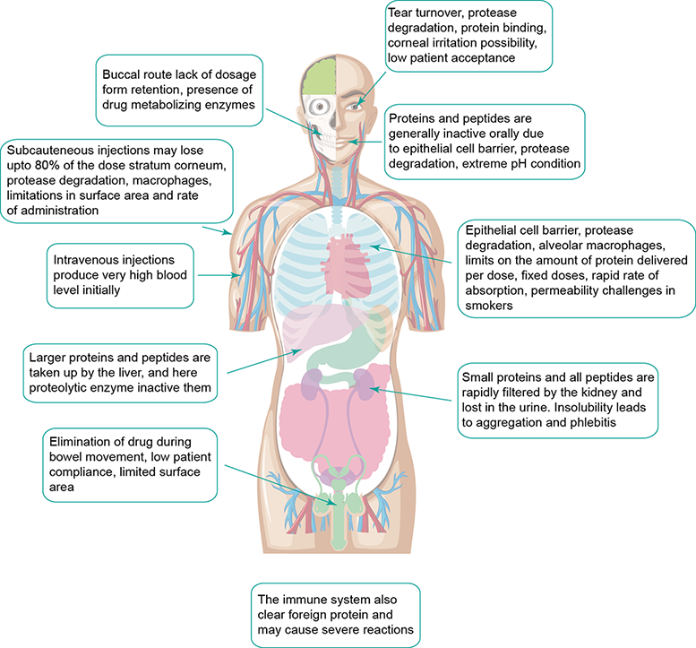 Nanoparticles-Based Protein Drugs Delivery - CD Bioparticles