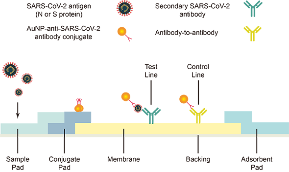 SARS-CoV-2: What Are The Differences Between Molecular Diagnostic Test ...