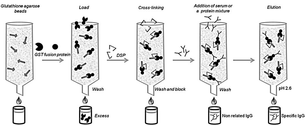 Agarose Prepacked Columns - CD Bioparticles