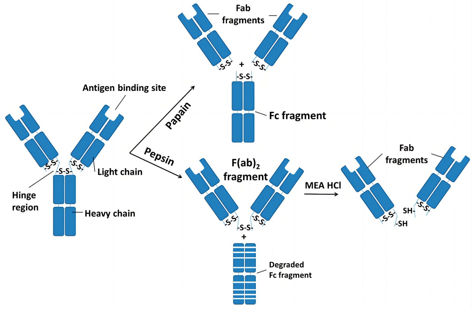 Fab and F(ab’)2 Preparation Kits - CD Bioparticles