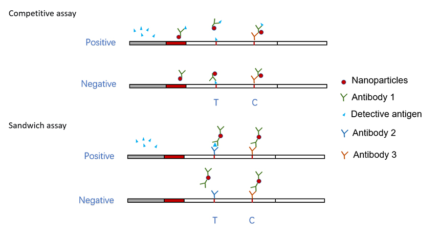 Formats Probes And Design Of Lateral Flow Immunoassays CD Bioparticles   Nanoparticles For Lateral Flow Test 1 