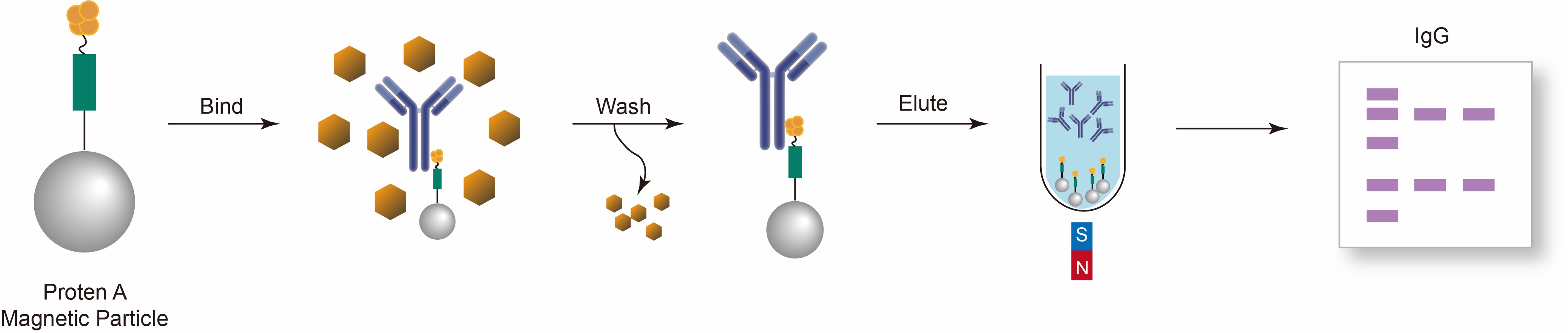 Protein A Magnetic Particles - CD Bioparticles